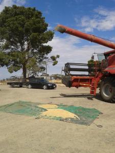 Free barley! The best thing was sitting in the harvester. That thing is a beast!