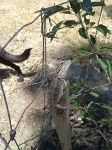 The Bearded Dragon back for a visit.