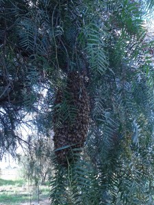 The swarm when we first spotted it - it's about the size of a football.