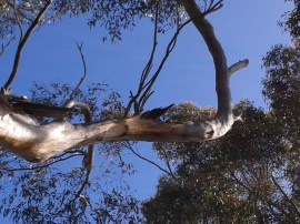 The scar where the limb dropped.