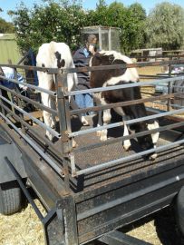 Loading the new cows. This was the first real test of our new stock ramp.