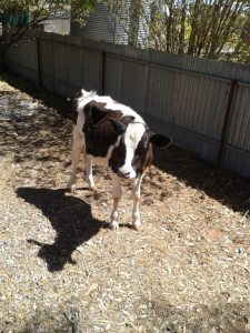 That would be Steak.