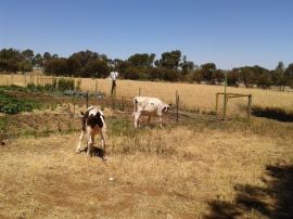 Fillet and Steak being denied access to The Patch.