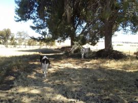 Fillet and Steak exploring their new home.