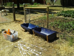More reclaimed drums being used as stock troughs. The whole drum cost us $18.