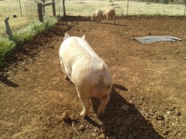 Our babies' dad. You can tell it's the dad by his GIANT testicles.