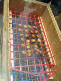 Home-grown tomatoes in the dehydrator.