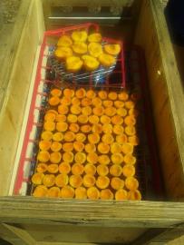 Home-grown apricots and store-bought peaches in the dehydrator.