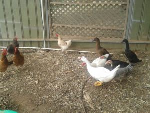 The big one in the front is the new drake.