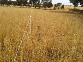 Moving the stand-off fence. You can really see where the cows have been versus the untouched crop.