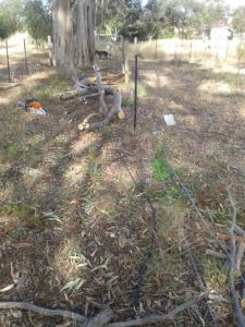 A storm brought down a big limb, but it luckily didn't do any real damage.