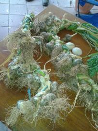 Linhda's great garlic plaits.