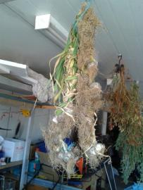Hanging garlic!