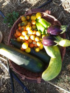 Summer Harvest! BooYa!!!!!
