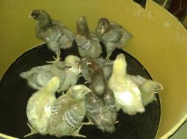 Meat chooks hanging out while their house gets cleaned.