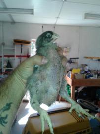 This guy is a couple of weeks old... and ugly.