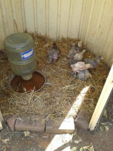 Moved out to free-range.