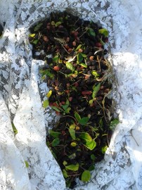 Harvesting the mulberries.