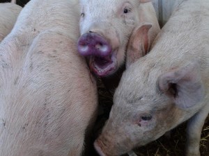 Spoiler alert, we get piglets this month...