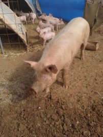 Our babies' mum. I loved up on her lots!