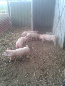 The new babies meeting the original babies. Luckily, pigs are pretty friendly.