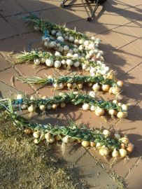 Our onion harvest. Not quite the year's worth I wanted.
