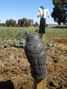Cecil and the owl on watch.