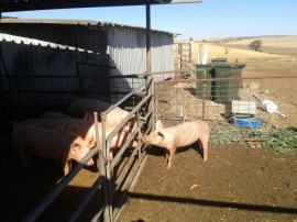 Making friends at "the other farm". I call them "single serve friends".