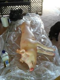 Dressed and good to go.