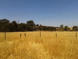 We ended up having to beat down about 500 square metres of our crop to make the pig yards happen. 