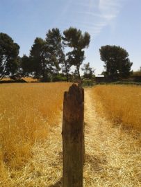 Our reclaimed posts worked a treat!