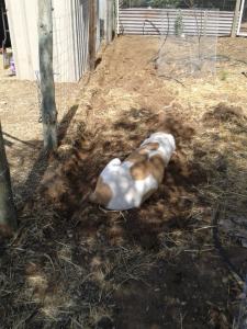 Bruce laying next to the trench for the water. He didn't move, even with the pick hitting right next to him.