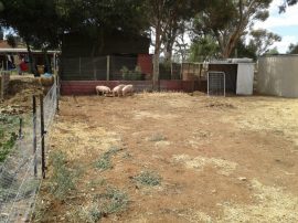 This is going to be the big yard where the breeders hang out.