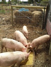 You can see the electric fence, which is especially important between hungry pigs and The Patch.