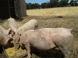 Trying to get a sense of the size of the yards.