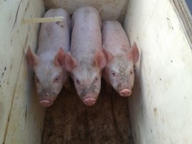 This is how we got them home. By four months old not one of them would fit in one of those boxes.