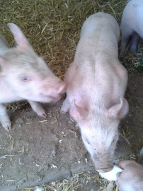 These are three weeks old and look at how solid they are!