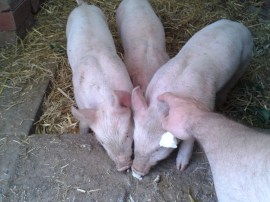 Having my first scratch.