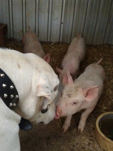 Bruce meets the babies.