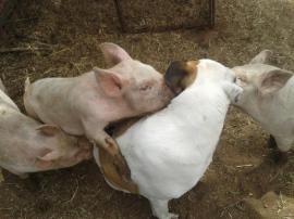 Bruce loves the pigs, but was not at al comfortable with this level of intimacy.