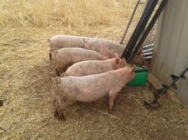 Helpful babies being helpful.