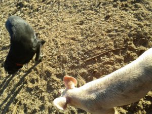 This is as close as Domino would ever get to the pigs.