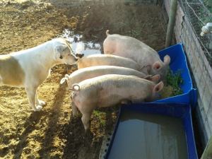 Bruce knows he's safe when they're eating.