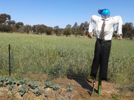 Cecil the scarecrow. Dad named him.