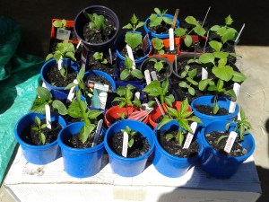 Seedlings coming along.