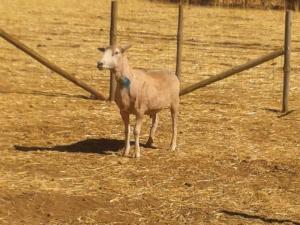 It might not be obvious, but this boy is solid!