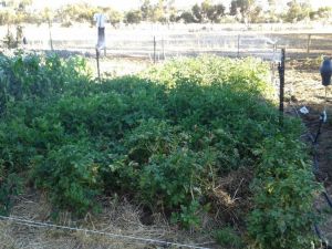 Bigger risers on the spuds.