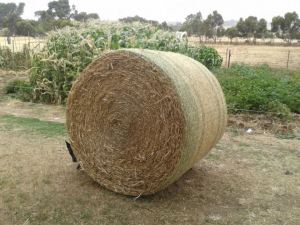 $20 a bail? Don't mind if I do...