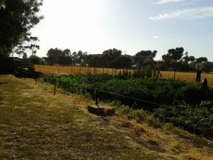 The Patch in the morning. Pretty...