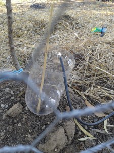 My fruit tree watering solution. Patent pending.